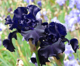 Dark purple iris flower with a blurred natural background