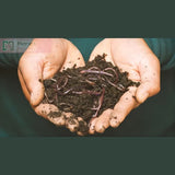 Hands holding soil with earthworms against a dark background