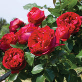 Close-up of vibrant Red Eden Climbing Roses with green leaves.