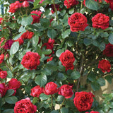 Red Eden Climbing Roses with green leaves