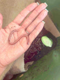 Red Wiggler Composting Worms (SC)