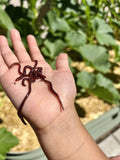 Red Wiggler Composting Worms (SC)