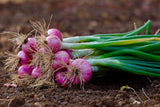 Bunch of green onions and pink onions on soil