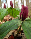 Red Toad Trillium (Wood Lily)