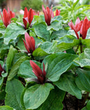 Red Trillium (Wood Lily)