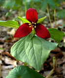 Red Trillium (Wood Lily)