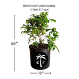 Potted Red Dwarf Jaboticaba plant with dimensions and a logo on a white background