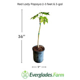 Red Lady Papaya plant in a pot with dimensions and Everglades Farm logo.