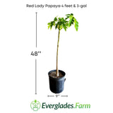 Potted Red Lady Papaya plant with dimensions and Everglades Farm logo on a white background