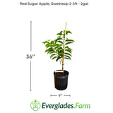 Potted plant labeled 'Red Sugar Apple, Sweetsop' with dimensions and Everglades Farm logo.