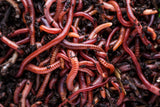 Pure Red Wigglers Composting and Gardening Worms (EISENIA) 1 /2 lbs.  (approx. 500) - FREE SHIPPING