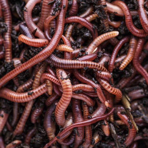 Pure Red Wigglers Composting and Gardening Worms (EISENIA) 1 lbs. (approx. 800-1000) - FREE SHIPPING