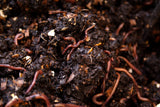 Pure Red Wigglers Composting and Gardening Worms (EISENIA) 1 /2 lbs.  (approx. 500) - FREE SHIPPING