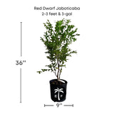Red Dwarf Jaboticaba plant in a pot with dimensions and branding on a white background
