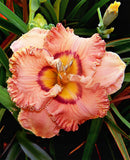 Remembering Grace Reblooming Daylily - 1 Single Fan Division