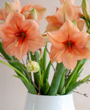 Rilona Amaryllis - 22-26 cm bulb