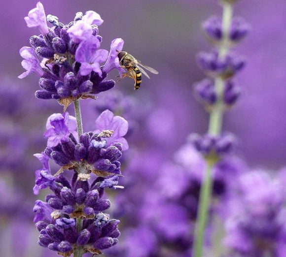 Bee on a lavender flower with a blurred background of more lavender flowers.