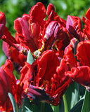 Rococo Parrot Tulip - 10 bulbs
