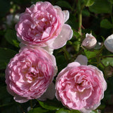 Three pink Romantica Ball Gown Roses with green leaves in the background