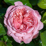 Close-up of a pink Romantica Ball Gown Rose with water droplets on green leaves.