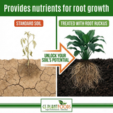 Comparison of standard soil and treated soil with plants, highlighting root ruckus' effect on plant growth.