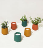 Set of colorful candle holders with plants on a white background Rooted Candles Planters