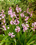 Rosabella Spanish Bluebells