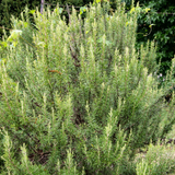 Rosemary