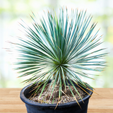 Potted Yucca rostrata plant with spiky green leaves on a wooden surface