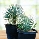 Two potted Yucca rostrata plants on a wooden surface with a blurred natural background