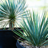 Two potted  Yucca rostrata plants with long, green leaves on a blurred background