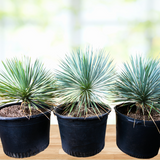 Three potted Yucca rostrata plants with spiky green leaves on a wooden surface.