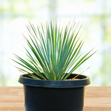 Potted Yucca rostrata plant with long green leaves on a wooden surface with a blurred natural background