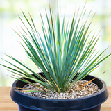 Potted Yucca rostrata plant with long green leaves on a blurred background