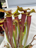 Sarracenia - Flava Var Rubricorpora Liberty County, FL with red and green pitchers on a white background