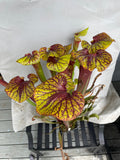 Colorful Sarracenia - Flava Var Rubricorpora Liberty County, FL on a white cloth with a wooden surface background