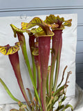 Sarracenia - Flava Var Rubricorpora Liberty County, FL plant with red and green pitcher-like structures on a white background.