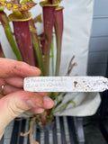 Hand holding a plant label with text in front of a carnivorous plant Sarracenia - Flava Var Rubricorpora Liberty County, FL