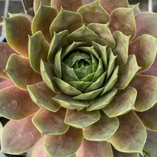 Sempervivum Supersemp® 'Ruby' - 4.5 inch Pots - Flat of 10