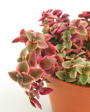 Crassula pellucida variegata 'Calico Kitten'