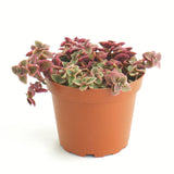 Crassula pellucida variegata 'Calico Kitten'
