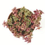 Crassula pellucida variegata 'Calico Kitten'