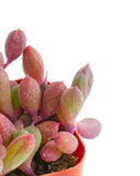 Othonna capensis 'Ruby Necklace'