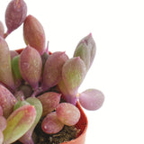 Othonna capensis 'Ruby Necklace'