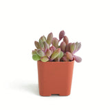 Othonna capensis 'Ruby Necklace'