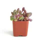 Othonna capensis 'Ruby Necklace'