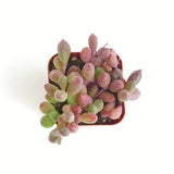 Othonna capensis 'Ruby Necklace' plant in a red pot on a white background