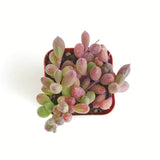 Othonna capensis 'Ruby Necklace'