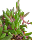 Close-up of Othonna capensis 'Ruby Necklace' plants with a white background