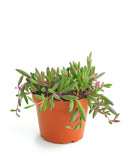 Othonna capensis 'Ruby Necklace' in an orange pot on a white background